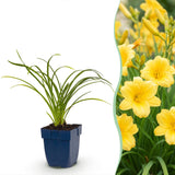 Hémérocalle Stella d'Oro - H 15-25 cm, pot Ø11 cm