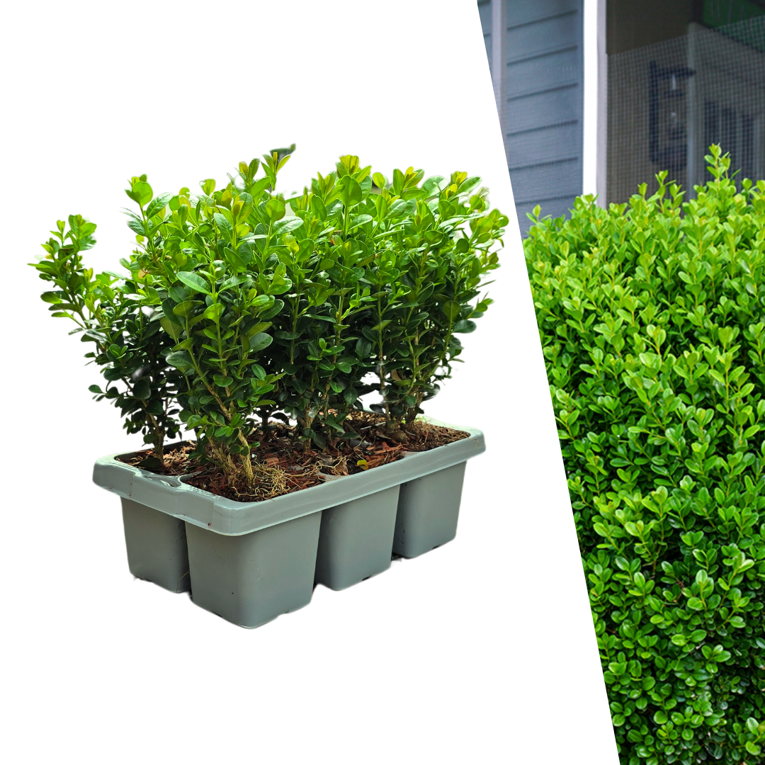 Buis NewGen Freedom en godet - 6 plants - H 15 cm, pot Ø7 cm