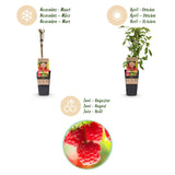 Framboisier Ottawa - H 50 cm, pot Ø15 cm