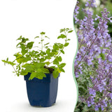 Herbe à chat Walker's Low - 12 plants - H 15-25 cm, pot Ø11 cm