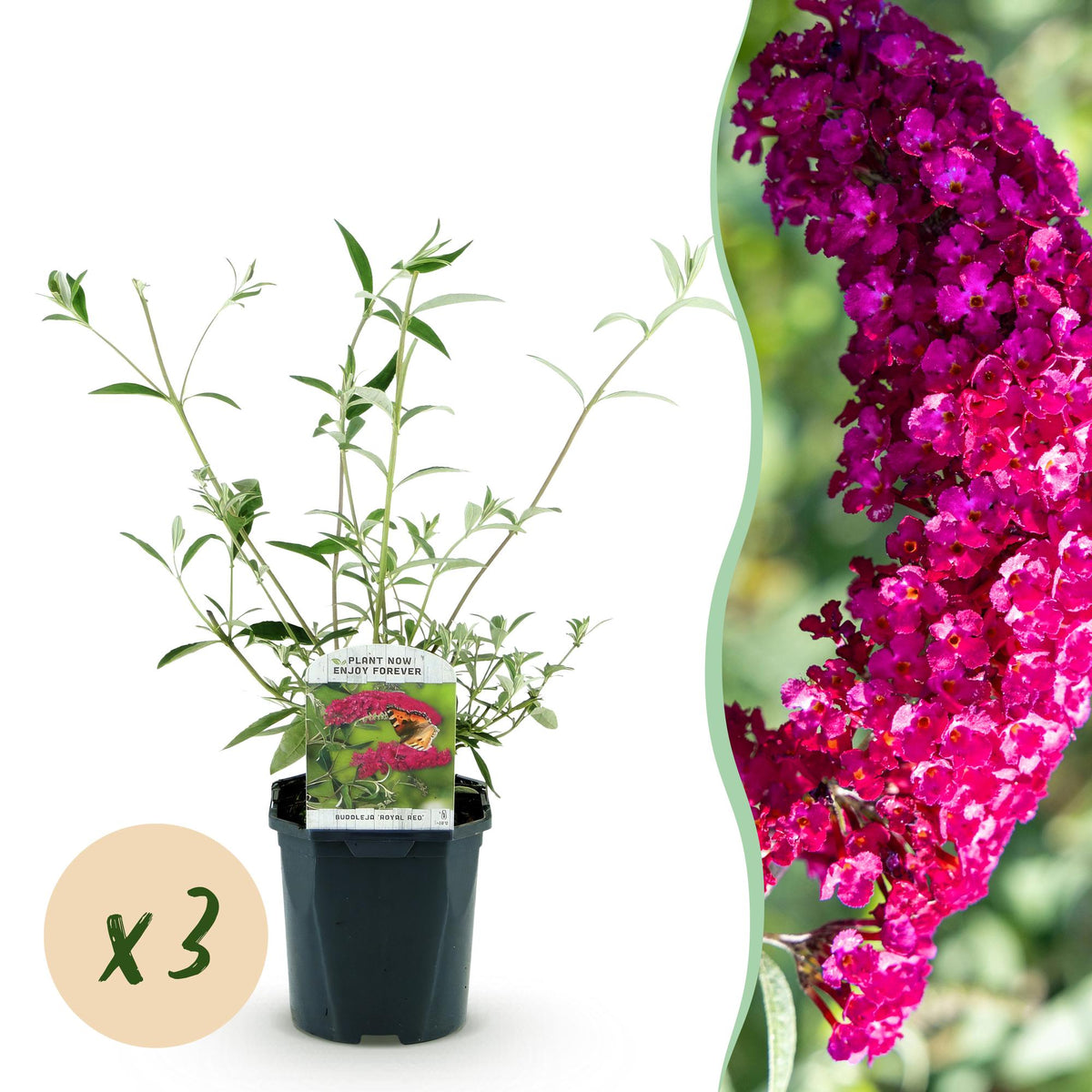 Arbre aux papillons Royal Red - Buddleja davidii - 3 plants - H 45 cm, pot Ø17 cm