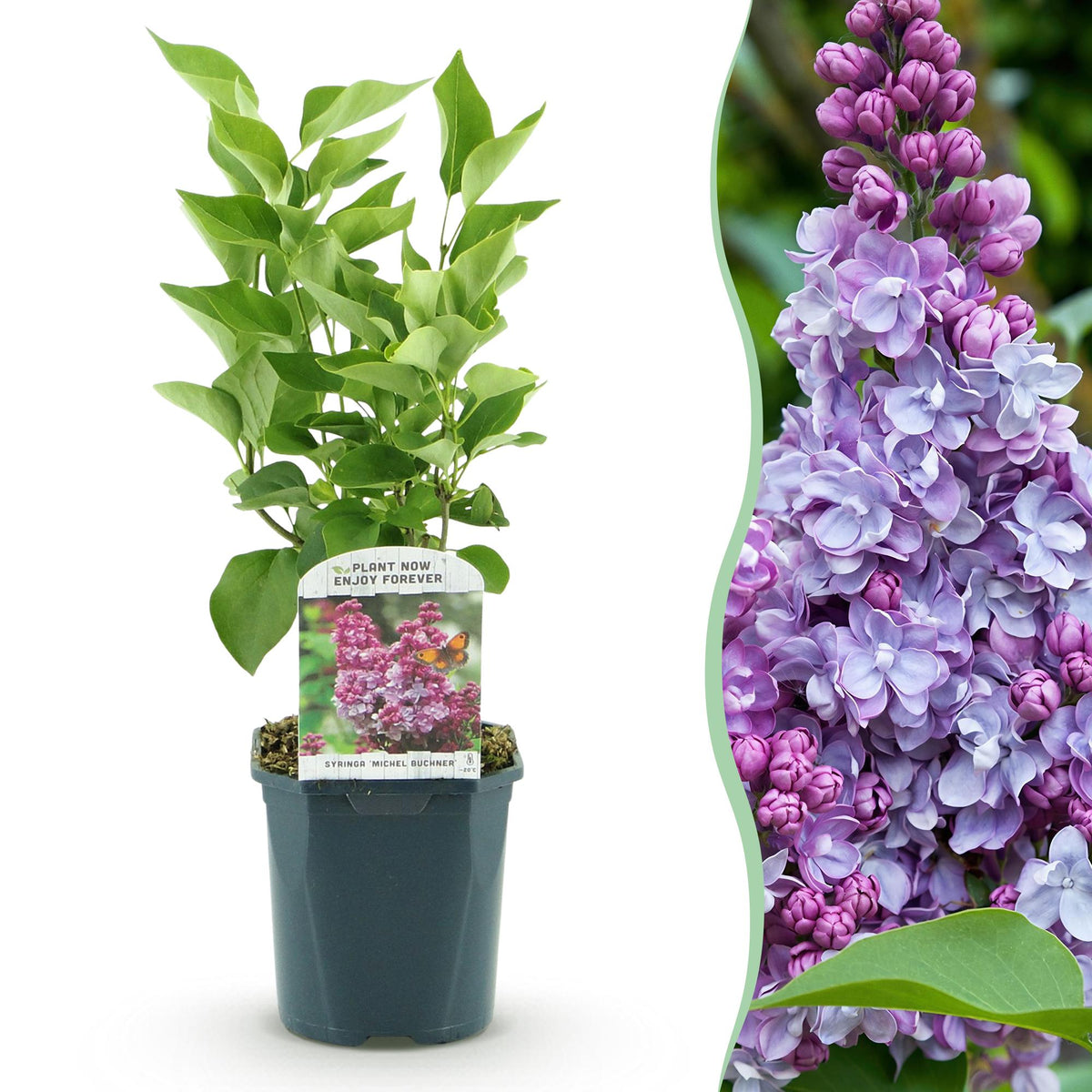 La Green Touch - Planta de Jardim - Syringa vulgaris Michel Buchner - Lilás Comum - Resistente ao Inverno - Rosa - 1 Planta - Vaso 17cm - Altura 45cm