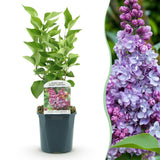 La Green Touch - Planta de Jardim - Syringa vulgaris Michel Buchner - Lilás Comum - Resistente ao Inverno - Rosa - 1 Planta - Vaso 17cm - Altura 45cm