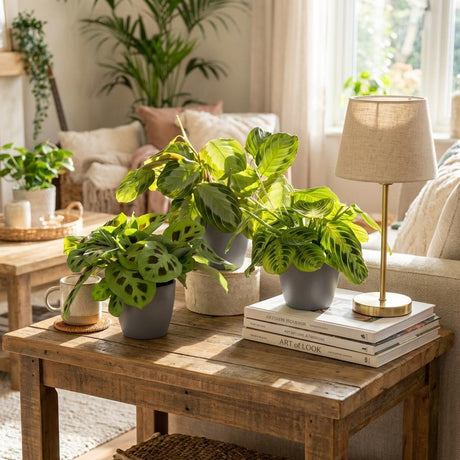 Mix Marantha x3 – Plante prière | Pet-friendly