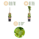 Groseillier à maquereau Hinnonmäki vert - 2 plants - H 50 cm, pot Ø15 cm