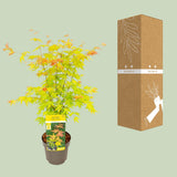 Érable du Japon Orange Dream - Acer palmatum