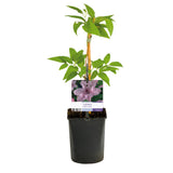 Clématite Hagley Hybrid - Clématite rose nacré - H 35 cm, pot Ø9 cm - photo 2