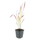 Herbe à sang du Japon Red Baron en godet - Imperata cylindrica - H 10-25 cm, pot Ø9 cm - photo 3