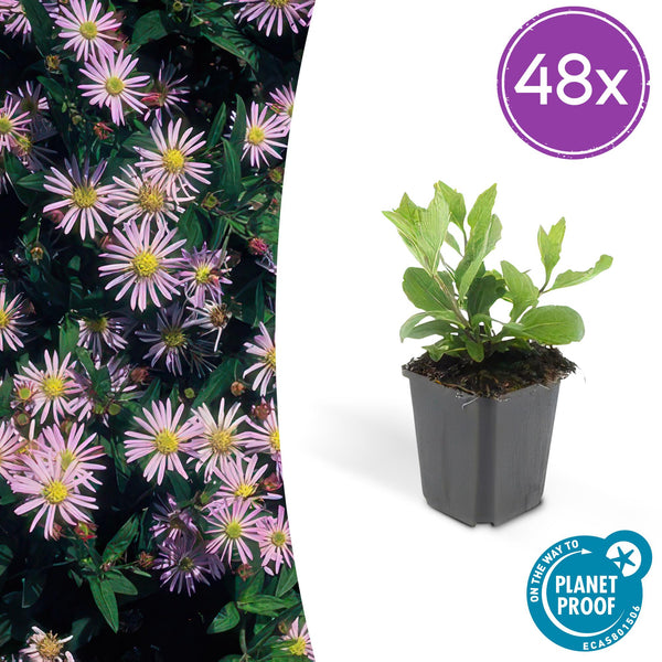 Aster ageratoides Asran en godet - Aster bleu lilas - H 10-25 cm, pot Ø9 cm