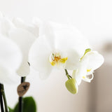 Orchidées Phalaenopsis blanches Mineral Amabilis en coupe Oyster - bouquet de 3
