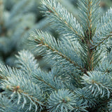 Épicéa bleu du Colorado - Picea pungens Glauca - H 60 cm, pot Ø23 cm - photo 4