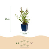 Gaura Whirling Butterflies - H 15-25 cm, pot Ø11 cm