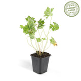 Géranium vivace Rozanne en godet - Geranium Rozanne - H 10-25 cm, pot Ø9 cm - photo 4