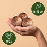 Bulbes pour jardin d'ombre, grande quantité