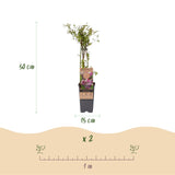 Myrtillier Pink Lemonade - Myrtille rose - H 50 cm, pot Ø15 cm