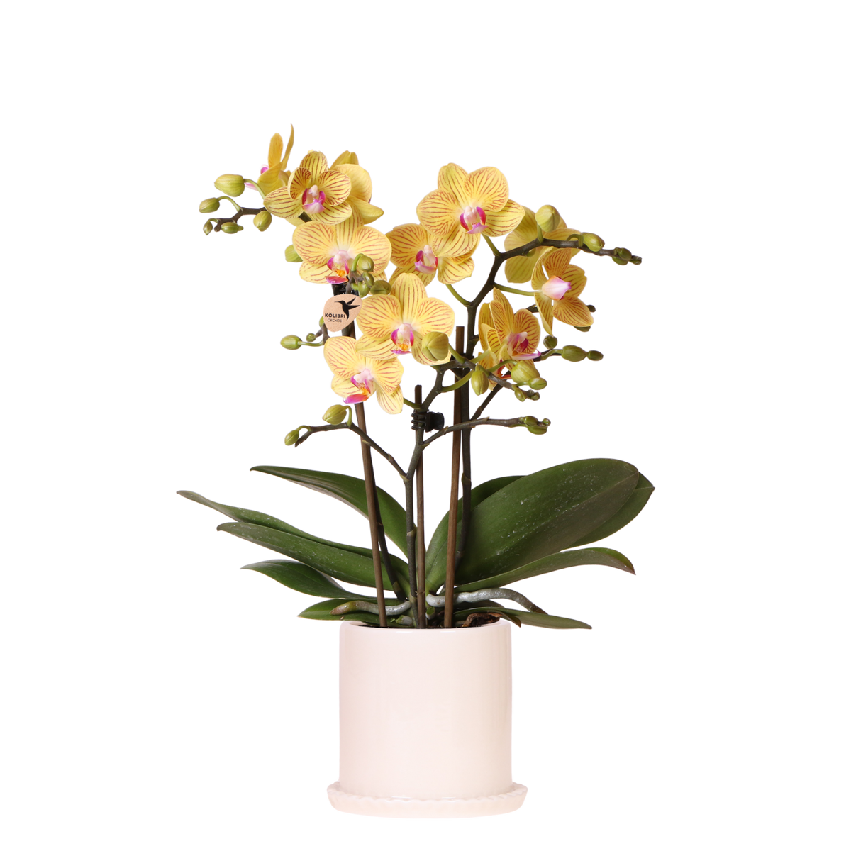 Orchidée Phalaenopsis jaune Blossom Lima avec cache-pot Melody crème - H 40 cm, pot Ø9 cm