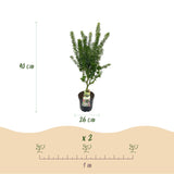 Érable du Japon Koto Hime - H 90 cm, pot Ø26 cm
