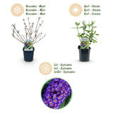 La Green Touch - Planta de Jardim - Buddleja davidii Empire Blue - Arbusto-borboleta - Resistente ao Inverno - Azul - 3 Plantas - Vaso 17cm - Altura 45cm