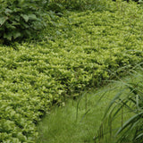 Pachysandre Green Carpet en godet - Pachysandra terminalis - H 10-25 cm, pot Ø9 cm - photo 5