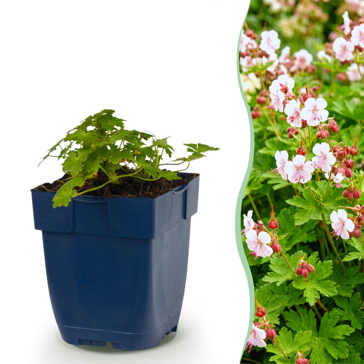 Géranium vivace Spessart - H 15-25 cm, pot Ø11 cm