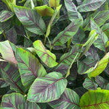 Bananier Ever Red - Musa - H 90 cm, pot Ø21 cm