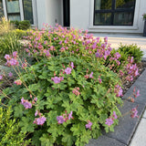 Géranium vivace Czakor - H 15-25 cm, pot Ø11 cm