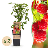 Framboisier Ottawa - H 50 cm, pot Ø15 cm