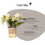 Orchidée Phalaenopsis jaune Botanic Yellow avec cache-pot Horizon jaune - H 30 cm, pot Ø9 cm