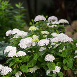 Hortensia Endless Summer The Bride - Hydrangea macrophylla - H 20-25 cm, pot Ø14 cm - photo 4