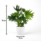 Green boutiQ - Kamerplant - Philodendron - Philodendron Lickety split - Groen - Weinig onderhoud - 1 Plant - met Potter Wit - Pot 19cm - Hoogte 70cm