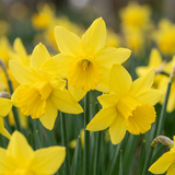 Narcisse February Gold - 120 bulbes