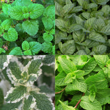 Kit de vivaces aromatiques à tisane - 24 plants pour 3 m² - H 25 cm, pot Ø11 cm