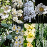 Kit de vivaces à fleurs blanches en mélange - H 15-25 cm, pot Ø11 cm