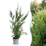 Kit haie Cyprès de Leyland 2011 - H 30-40 cm, pot Ø9 cm