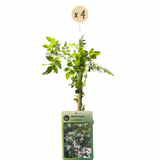 Jasmin rose - Jasminum × stephanense - H 35 cm, pot Ø9 cm - photo 2