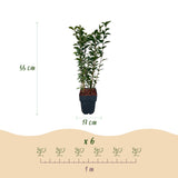 Troène de Californie - H 55 cm, pot Ø17 cm