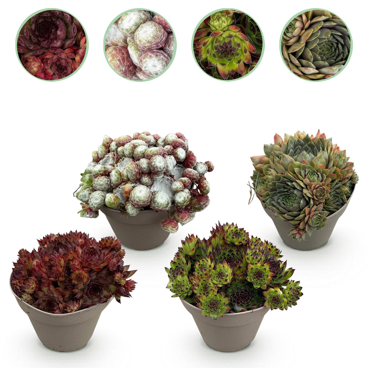Joubarbe Big Sam - 4 plants - H 17 cm, pot Ø14 cm