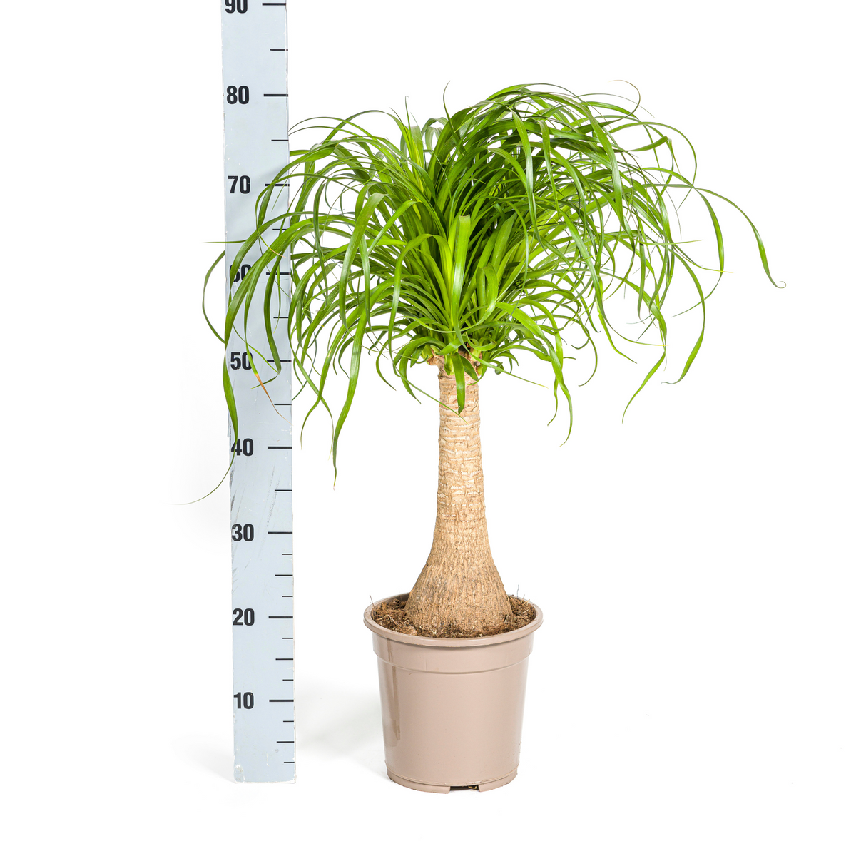 Beaucarnea Recurvata - Tronc avec cache-pot