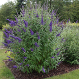 La Green Touch - Planta de Jardim - Buddleja davidii Empire Blue - Arbusto-borboleta - Resistente ao Inverno - Azul - 3 Plantas - Vaso 17cm - Altura 45cm