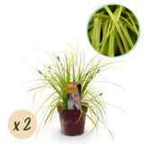 Carex Everillo - 2 plants - H 50 cm, pot Ø17 cm