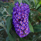 La Green Touch - Planta de Jardim - Buddleja davidii Empire Blue - Arbusto-borboleta - Resistente ao Inverno - Azul - 3 Plantas - Vaso 17cm - Altura 45cm