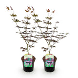 Érables du Japon Trompenburg - 2 plants - H 70 cm, pot Ø19 cm
