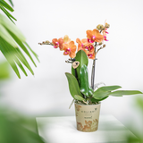 Orchidée Bolzano orange - Phalaenopsis - H 35 cm, pot Ø9 cm