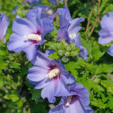 Green boutiQ - Planta de Jardim - Hibiscus syriacus Oiseau Blue - Hibiscus de Jardim - Resistente ao Inverno - Azul - 3 Plantas - Vaso 17cm - Altura 45cm