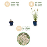 Pennisetum Hameln - H 15-25 cm, pot Ø11 cm