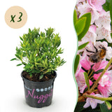 Rhododendron Bloombux rose clair - Rhododendron nain - H 20-25 cm, pot Ø10,5 cm