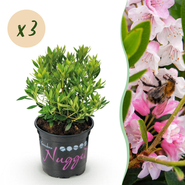 Rhododendron Bloombux rose clair - Rhododendron nain - H 20-25 cm, pot Ø10,5 cm