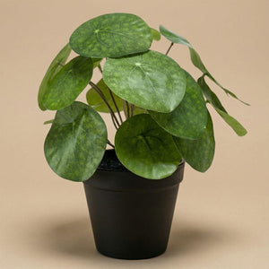 Pilea plante artificielle