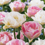 Tulipe double Double Sensation en mélange - 96 bulbes