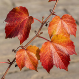 Vigne vierge de Boston Veitchii Boskoop - Parthenocissus tricuspidata - H 35 cm, pot Ø9 cm - photo 3